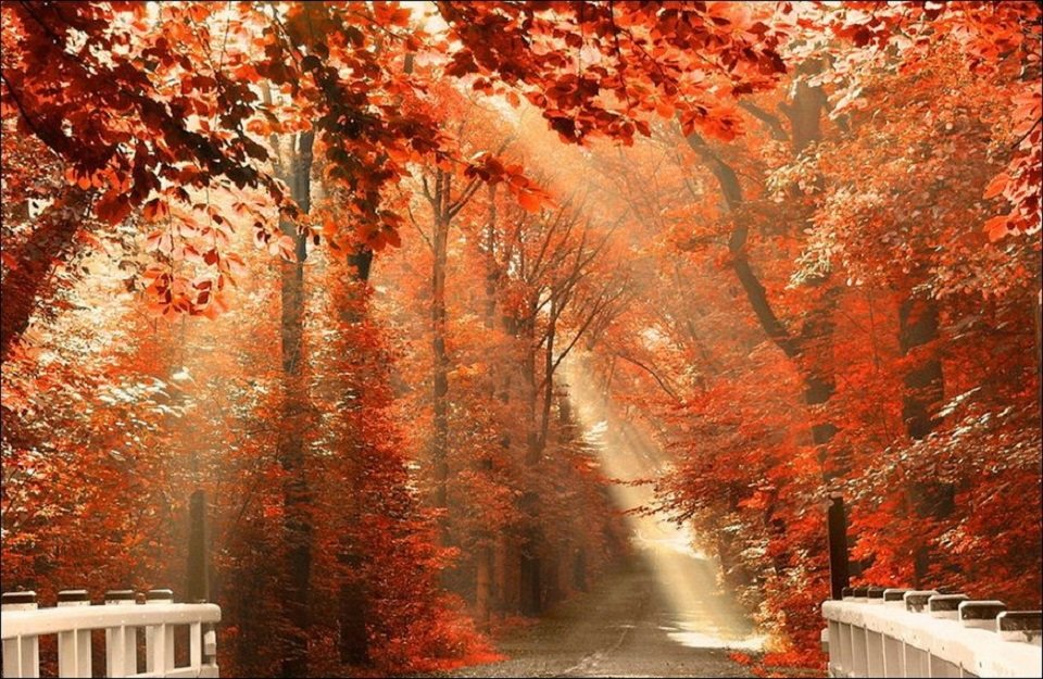 Xốn xang trước khung cảnh mùa thu tuyệt đẹp trên khắp thế giới | VTV.VN